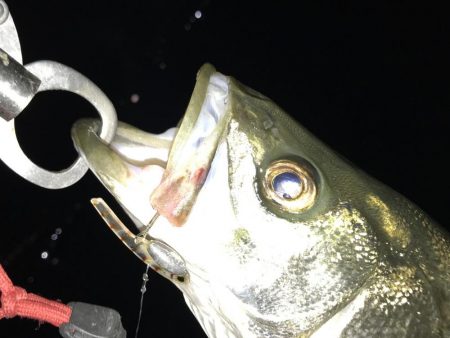 小アジ狙いで、シーバス